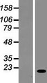 SCIMP Protein - Western validation with an anti-DDK antibody * L: Control HEK293 lysate R: Over-expression lysate