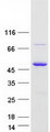 SCIMP Protein - Purified recombinant protein SCIMP was analyzed by SDS-PAGE gel and Coomassie Blue Staining