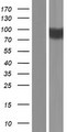 SCNN1A / ENaC Alpha Protein - Western validation with an anti-DDK antibody * L: Control HEK293 lysate R: Over-expression lysate