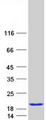 SCOC Protein - Purified recombinant protein SCOC was analyzed by SDS-PAGE gel and Coomassie Blue Staining