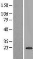 SCP2D1 / C20orf79 Protein - Western validation with an anti-DDK antibody * L: Control HEK293 lysate R: Over-expression lysate