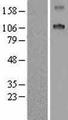 SCUBE1 Protein - Western validation with an anti-DDK antibody * L: Control HEK293 lysate R: Over-expression lysate