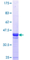 SCYL3 Protein - 12.5% SDS-PAGE Stained with Coomassie Blue.