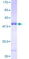 SDF2 Protein - 12.5% SDS-PAGE of human SDF2 stained with Coomassie Blue