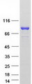 SEC14L1 Protein - Purified recombinant protein SEC14L1 was analyzed by SDS-PAGE gel and Coomassie Blue Staining