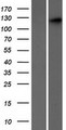 SEC24C Protein - Western validation with an anti-DDK antibody * L: Control HEK293 lysate R: Over-expression lysate
