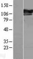 SEC24D Protein - Western validation with an anti-DDK antibody * L: Control HEK293 lysate R: Over-expression lysate