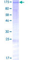 SECISBP2L Protein - 12.5% SDS-PAGE of human KIAA0256 stained with Coomassie Blue