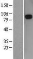 SEMA3D / Semaphorin 3D Protein - Western validation with an anti-DDK antibody * L: Control HEK293 lysate R: Over-expression lysate