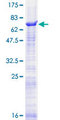 SEMA3D / Semaphorin 3D Protein - 12.5% SDS-PAGE of human SEMA3D stained with Coomassie Blue
