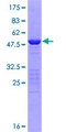 SENP8 Protein - 12.5% SDS-PAGE of human SENP8 stained with Coomassie Blue