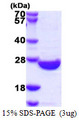 SENP8 Protein