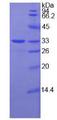 SEPP1 / Selenoprotein P Protein - Recombinant Selenoprotein P1, Plasma By SDS-PAGE