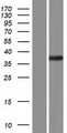 SEPT12 / Septin 12 Protein - Western validation with an anti-DDK antibody * L: Control HEK293 lysate R: Over-expression lysate
