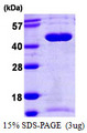 SEPT5 / Septin 5 Protein