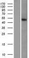 SERGEF Protein - Western validation with an anti-DDK antibody * L: Control HEK293 lysate R: Over-expression lysate