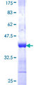 SERGEF Protein - 12.5% SDS-PAGE Stained with Coomassie Blue.