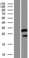 SERINC4 Protein - Western validation with an anti-DDK antibody * L: Control HEK293 lysate R: Over-expression lysate