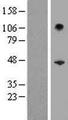 SERPINB10 Protein - Western validation with an anti-DDK antibody * L: Control HEK293 lysate R: Over-expression lysate