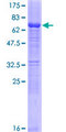SERPINB10 Protein - 12.5% SDS-PAGE of human SERPINB10 stained with Coomassie Blue