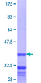 SERPINB10 Protein - 12.5% SDS-PAGE Stained with Coomassie Blue.
