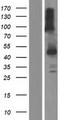 SERPINI2 / PANCPIN Protein - Western validation with an anti-DDK antibody * L: Control HEK293 lysate R: Over-expression lysate