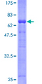 SERPINI2 / PANCPIN Protein - 12.5% SDS-PAGE of human SERPINI2 stained with Coomassie Blue