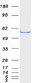 SESN2 / HI95 Protein - Purified recombinant protein SESN2 was analyzed by SDS-PAGE gel and Coomassie Blue Staining