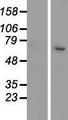 SETD3 Protein - Western validation with an anti-DDK antibody * L: Control HEK293 lysate R: Over-expression lysate