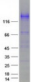 SEZ6L Protein - Purified recombinant protein SEZ6L was analyzed by SDS-PAGE gel and Coomassie Blue Staining