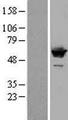 SF3A3 / SF3a60 Protein - Western validation with an anti-DDK antibody * L: Control HEK293 lysate R: Over-expression lysate