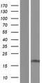 SFT2D1 Protein - Western validation with an anti-DDK antibody * L: Control HEK293 lysate R: Over-expression lysate