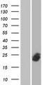 SFT2D3 Protein - Western validation with an anti-DDK antibody * L: Control HEK293 lysate R: Over-expression lysate