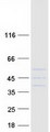 SFXN3 / Sideroflexin 3 Protein - Purified recombinant protein SFXN3 was analyzed by SDS-PAGE gel and Coomassie Blue Staining