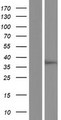 SGK494 Protein - Western validation with an anti-DDK antibody * L: Control HEK293 lysate R: Over-expression lysate