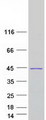 SGOL1 / Shugoshin Protein - Purified recombinant protein SGO1 was analyzed by SDS-PAGE gel and Coomassie Blue Staining