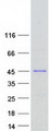 SGOL1 / Shugoshin Protein - Purified recombinant protein SGO1 was analyzed by SDS-PAGE gel and Coomassie Blue Staining