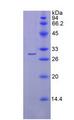 SGPL1 Protein - Recombinant Sphingosine 1 Phosphate Lyase 1 By SDS-PAGE
