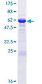 SGTB Protein - 12.5% SDS-PAGE of human SGTB stained with Coomassie Blue