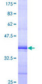 SH2D4A Protein - 12.5% SDS-PAGE Stained with Coomassie Blue.