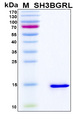SH3BGRL Protein - SDS-PAGE under reducing conditions and visualized by Coomassie blue staining