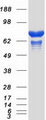 SH3BP1 Protein - Purified recombinant protein SH3BP1 was analyzed by SDS-PAGE gel and Coomassie Blue Staining