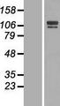 SH3BP4 Protein - Western validation with an anti-DDK antibody * L: Control HEK293 lysate R: Over-expression lysate