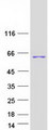SH3P7 / HIP-55 Protein - Purified recombinant protein DBNL was analyzed by SDS-PAGE gel and Coomassie Blue Staining