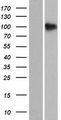 SH3PXD2B Protein - Western validation with an anti-DDK antibody * L: Control HEK293 lysate R: Over-expression lysate