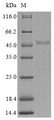 SH3YL1 Protein - (Tris-Glycine gel) Discontinuous SDS-PAGE (reduced) with 5% enrichment gel and 15% separation gel.