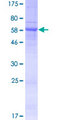 SH3YL1 Protein - 12.5% SDS-PAGE of human SH3YL1 stained with Coomassie Blue