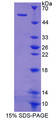 SHC3 / SHCC Protein - Recombinant  SHC-Transforming Protein 3 By SDS-PAGE