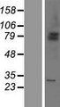 SHKBP1 Protein - Western validation with an anti-DDK antibody * L: Control HEK293 lysate R: Over-expression lysate