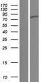 SHOOTIN1 / KIAA1598 Protein - Western validation with an anti-DDK antibody * L: Control HEK293 lysate R: Over-expression lysate